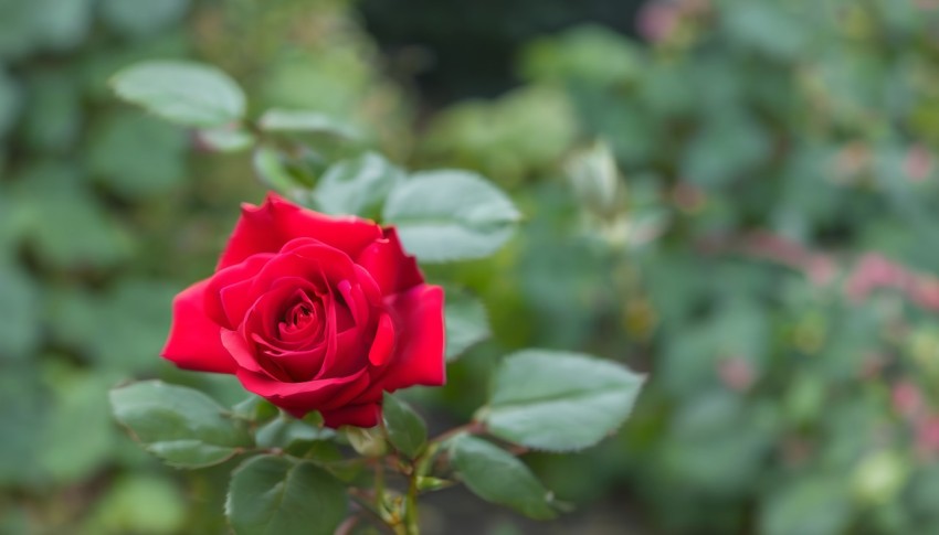 Beauty of a Red Rose in the Garden