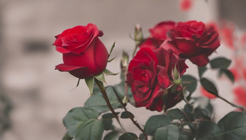 Beauty of a Red Rose in the Garden