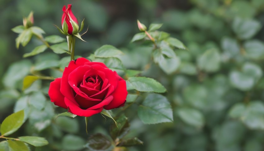 Beauty of a Red Rose in the Garden