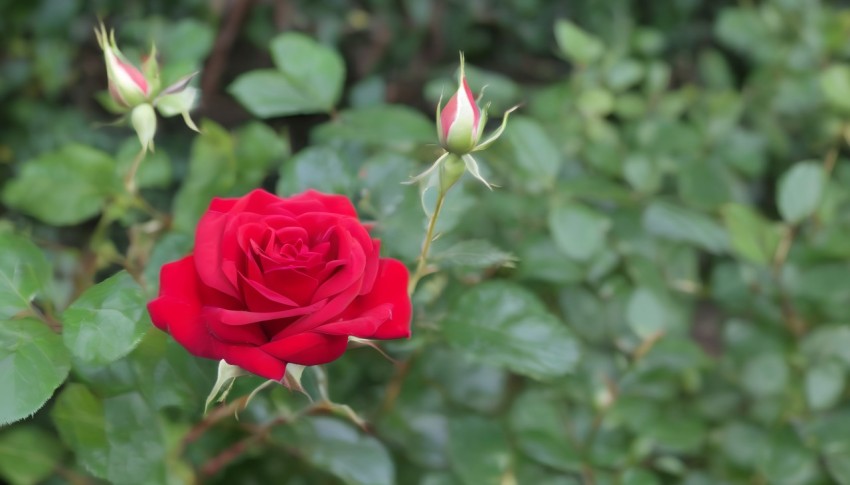 Beauty of a Red Rose in the Garden