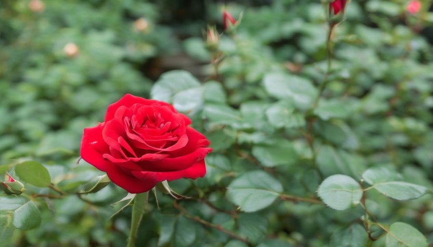 Beauty of a Red Rose in the Garden