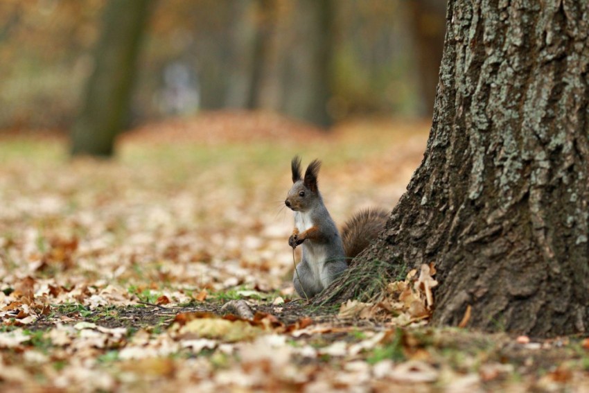 Animalistic Theme Squirrel Stretching Nature in Fall